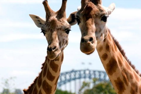 Sydney Harbour Ferry With Taronga Zoo Entry Ticket - Accommodation Brunswick Heads 1
