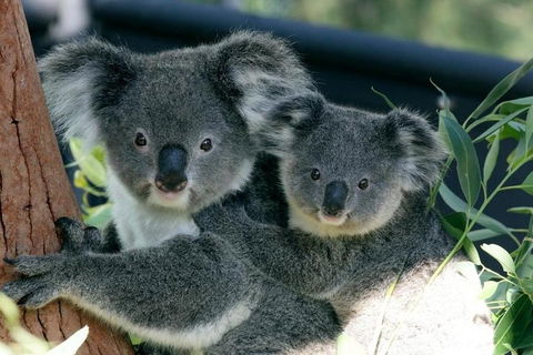 Sydney Harbour Ferry With Taronga Zoo Entry Ticket - Accommodation Brunswick Heads 3