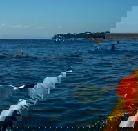 Mornington Peninsula Kayak Coastline Tour of Dolphin Sanctuary - Accommodation Brunswick Heads