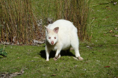 7-Day Super Value Tour Of Tasmania: Explore Tasmania's West And East Coasts - Accommodation Brunswick Heads 1