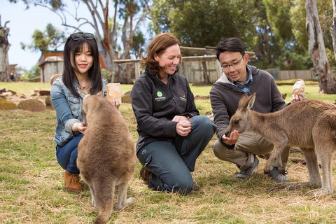 Bonorong Wildlife Park And Richmond Afternoon Tour From Hobart - Accommodation Brunswick Heads 1