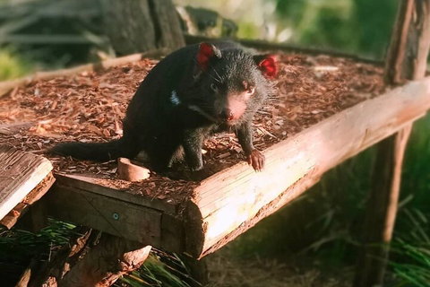 Bonorong Wildlife Park And Richmond Afternoon Tour From Hobart - Accommodation Brunswick Heads 4