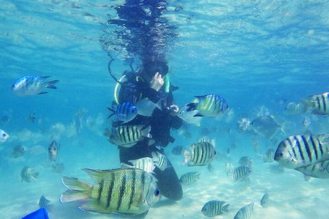 Adventure Moreton Island Scuba Dive Tour - Accommodation Brunswick Heads 1