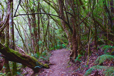 Kunanyi / Mt. Wellington Guided Hiking Tour - Accommodation Brunswick Heads 2