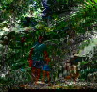 Full Day Daintree Rainforest and Mossman Gorge Tour - Accommodation Brunswick Heads
