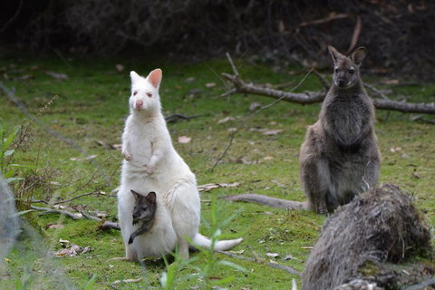 Full-Day Guided Bruny Island Tour From Hobart - Accommodation Brunswick Heads 0