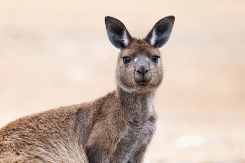 Kangaroo Island Luxury Small Group 'East End Explorer' Full Day Tour - Accommodation Brunswick Heads 1