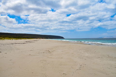 Kangaroo Island Luxury Small Group 'East End Explorer' Full Day Tour - Accommodation Brunswick Heads 3