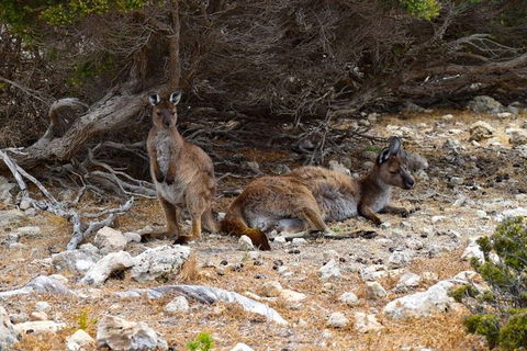 Kangaroo Island Luxury Small Group 'East End Explorer' Full Day Tour - Accommodation Brunswick Heads 4