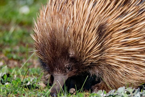 Kangaroo Island Luxury Small Group 'East End Explorer' Full Day Tour - Accommodation Brunswick Heads 5