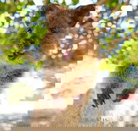 Discover Rottnest with Ferry  Bus Tour from Perth or Fremantle - Accommodation Brunswick Heads