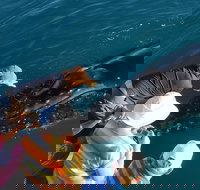 AOC Whale Watching from Broome - Accommodation Brunswick Heads