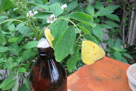Australian Butterfly Sanctuary- Virtual Interactive Tour With Private Guide - Accommodation Brunswick Heads 0