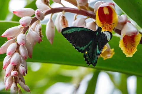 Australian Butterfly Sanctuary- Virtual Interactive Tour With Private Guide - Accommodation Brunswick Heads 2