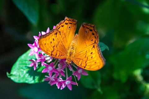 Australian Butterfly Sanctuary- Virtual Interactive Tour With Private Guide - Accommodation Brunswick Heads 3