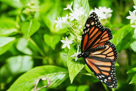 Australian Butterfly Sanctuary- Virtual Interactive Tour With Private Guide - Accommodation Brunswick Heads 4