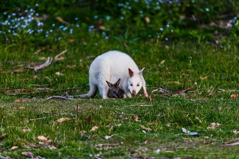 Bruny Island Traveller - Gourmet Tasting And Sightseeing Day Trip From Hobart - Accommodation Brunswick Heads 3