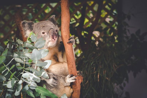 Small-Group Blue Mountains Day Trip From Sydney With Wildlife Park - Accommodation Brunswick Heads 2