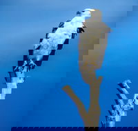 Kangaroo Island 75-Minute Ocean Safari - Accommodation Brunswick Heads