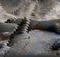 Kangaroo Island Ocean Safari - Snorkeling Safari - Accommodation Brunswick Heads