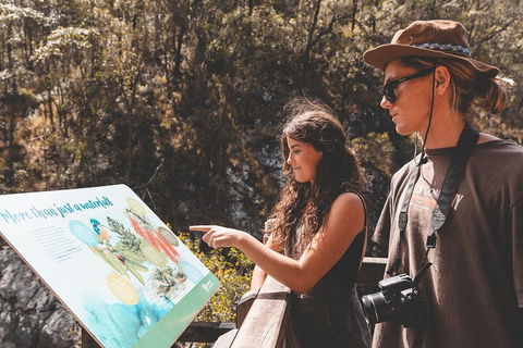 Springbrook AndTamborine Rainforest Tour Incl Natural Bridge And Glow Worm Cave - Accommodation Brunswick Heads 0