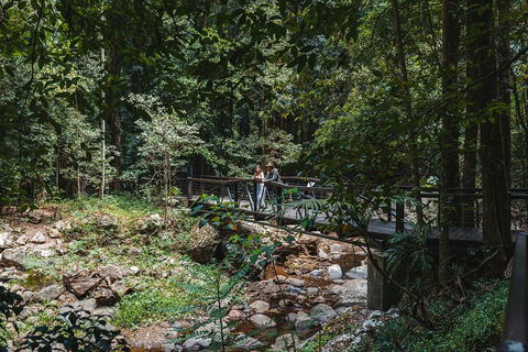 Springbrook AndTamborine Rainforest Tour Incl Natural Bridge And Glow Worm Cave - Accommodation Brunswick Heads 3