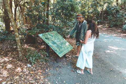 Springbrook AndTamborine Rainforest Tour Incl Natural Bridge And Glow Worm Cave - Accommodation Brunswick Heads 5