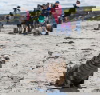 Kangaroo Island in a Day Tour from Adelaide - Accommodation Brunswick Heads