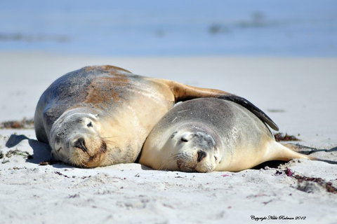 NEW TOUR - Kangaroo Island Road To Recovery Tour (1 Day/1 Night) - Accommodation Brunswick Heads 1
