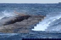 Whale Watching by Sea World Cruises, Surfers Paradise