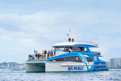 Whale Watching By Sea World Cruises - Accommodation Brunswick Heads 3