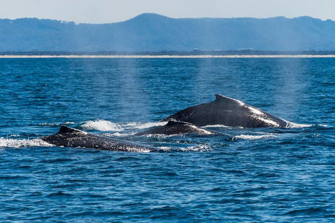 Whale Watching By Sea World Cruises - Accommodation Brunswick Heads 4