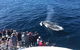 Whale Watching By Sea World Cruises - thumb 5