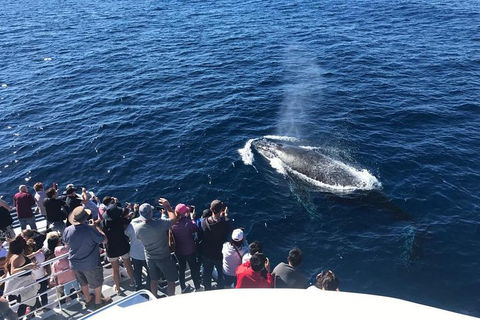 Whale Watching By Sea World Cruises - Accommodation Brunswick Heads 5