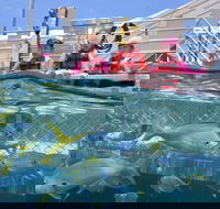 Outer Reef Pontoon Experience from Cairns - Accommodation Brunswick Heads