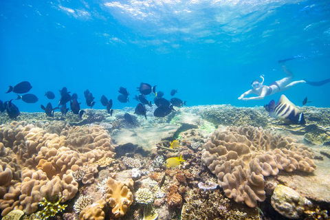 Outer Reef Pontoon Experience From Cairns - Accommodation Brunswick Heads 4