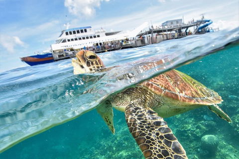 Outer Reef Pontoon Experience From Cairns - Accommodation Brunswick Heads 5