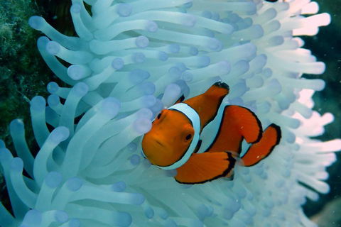 Seastar Luxury Outer Great Barrier Reef Island And Reef Tour From Cairns - Accommodation Brunswick Heads 0