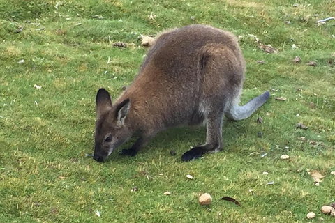 Cradle Mountain Day Tour From Launceston Including Lunch - Accommodation Brunswick Heads 5