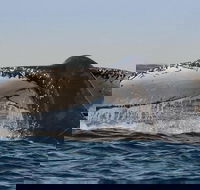 Sydney Whale-Watching Cruise Including Lunch or Breakfast - Accommodation Brunswick Heads