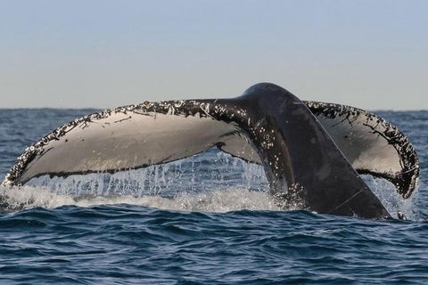 Sydney Whale-Watching Cruise Including Lunch Or Breakfast - Accommodation Brunswick Heads 0