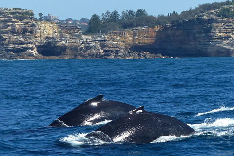 Sydney Whale-Watching Cruise Including Lunch Or Breakfast - Accommodation Brunswick Heads 2