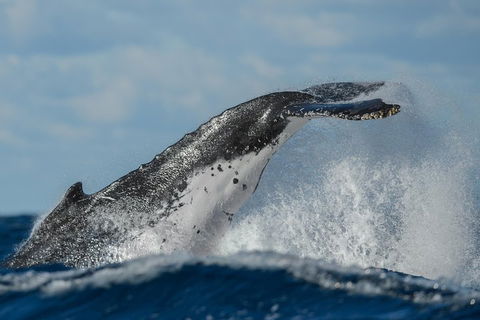 Sydney Whale-Watching Cruise Including Lunch Or Breakfast - Accommodation Brunswick Heads 4