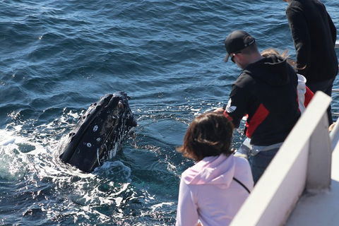 Sydney Whale-Watching Cruise Including Lunch Or Breakfast - Accommodation Brunswick Heads 5
