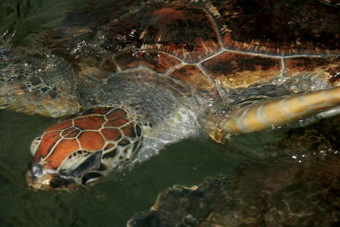 Cape Leveque 4WD Tour From Broome With Optional Return Flight - Accommodation Brunswick Heads 2