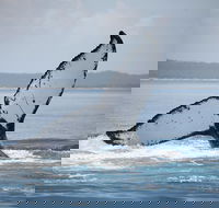 Hervey Bay Whale Watching Cruise - Accommodation Brunswick Heads