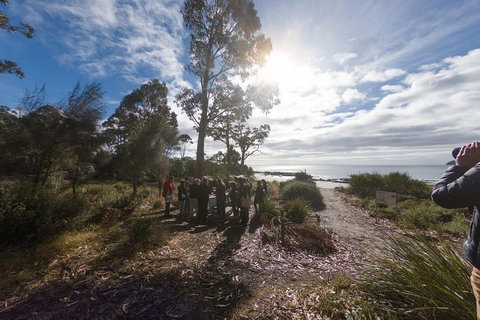 Bruny Island Day Tour, Includes Lunch And Exclusive Lighthouse Tour - Accommodation Brunswick Heads 5