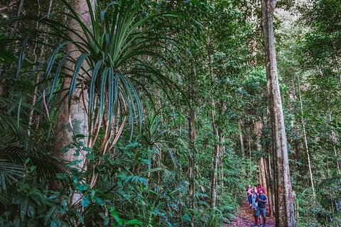 Atherton Tablelands Rain Forest By Night From Cairns - Accommodation Brunswick Heads 0
