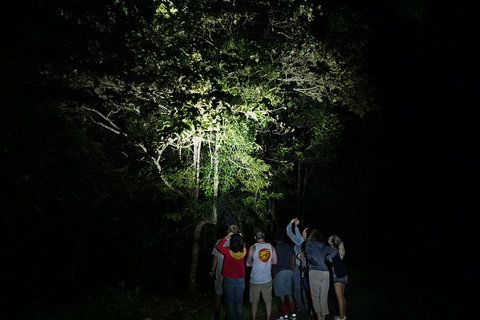 Atherton Tablelands Rain Forest By Night From Cairns - Accommodation Brunswick Heads 2
