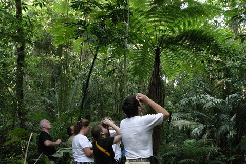 Atherton Tablelands Rain Forest By Night From Cairns - Accommodation Brunswick Heads 3